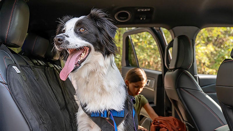 Family dog sitting in the second row of a 2027 Ford Explorer with Onyx red-stitched seats and E-Z Entry access